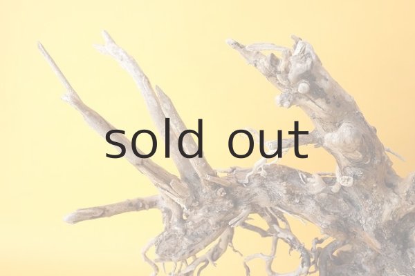 画像3: 流木根 (3)