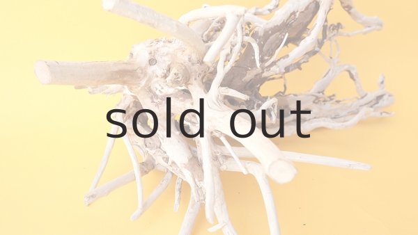 画像4: 流木根 (4)