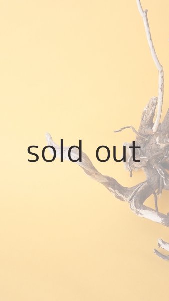 画像4: 流木根 (4)