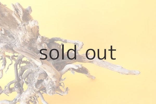 画像4: 流木根 (4)