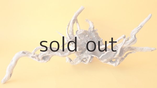 画像4: 流木根 (4)