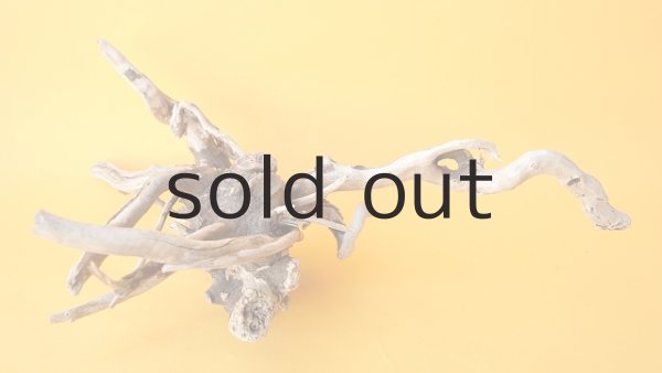 画像3: 流木根 (3)