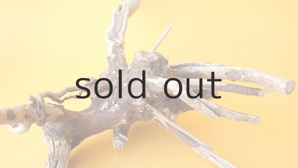 画像5: 流木根 (5)