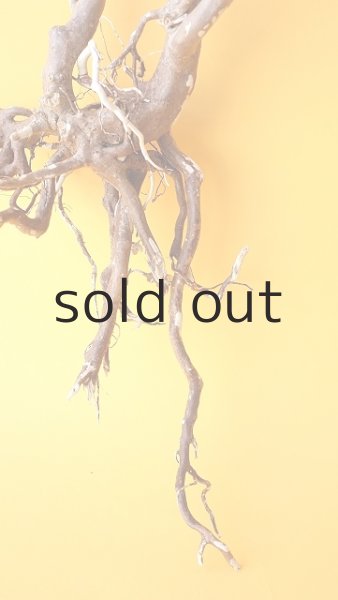 画像2: 流木根 (2)