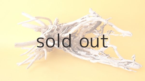 画像3: 流木根 (3)