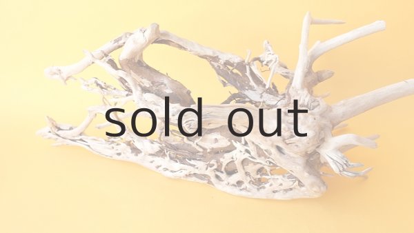 画像2: 流木根 (2)