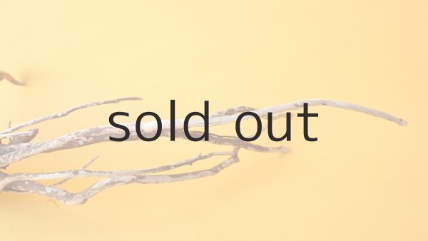 画像6: 流木根 (6)