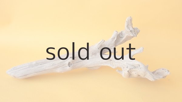 画像5: 流木根 (5)