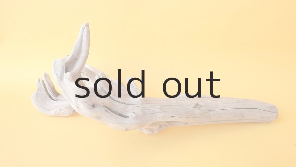 画像6: 流木根 (6)