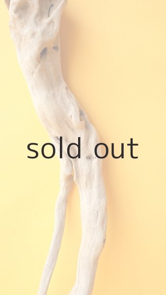 画像3: 流木根（中型） (3)