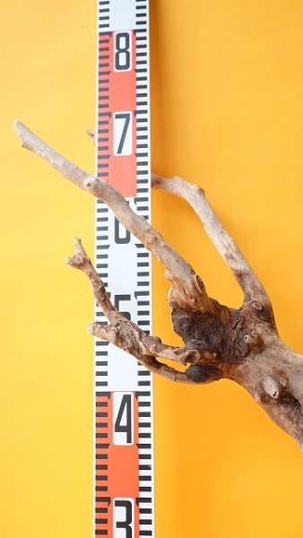 画像7: 流木根（中型） (7)