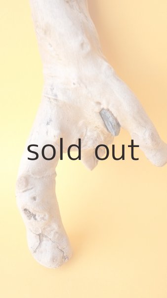 画像2: 流木根 (2)