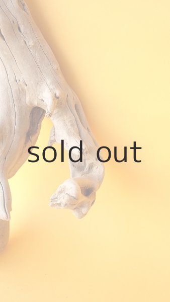 画像3: 流木根 (3)