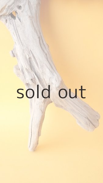 画像2: 変形流木 (2)