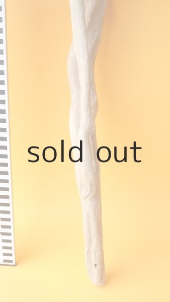 画像5: 流木根（中型） (5)