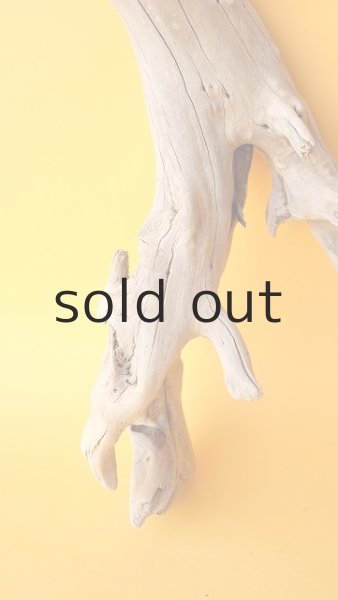 画像2: 流木根 (2)