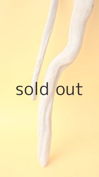 画像2: 流木根（中型） (2)