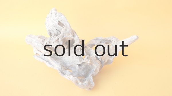 画像4: 変形流木 (4)