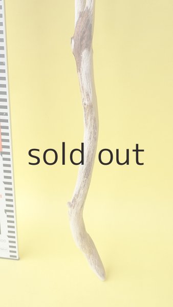 画像6: 枝流木 (6)