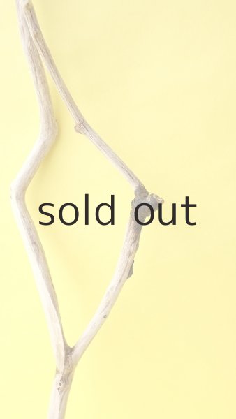 画像3: 枝流木 (3)