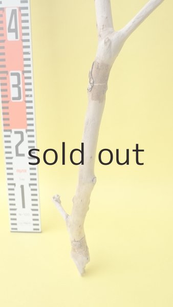 画像5: 枝流木 (5)