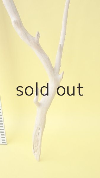 画像6: 枝流木 (6)