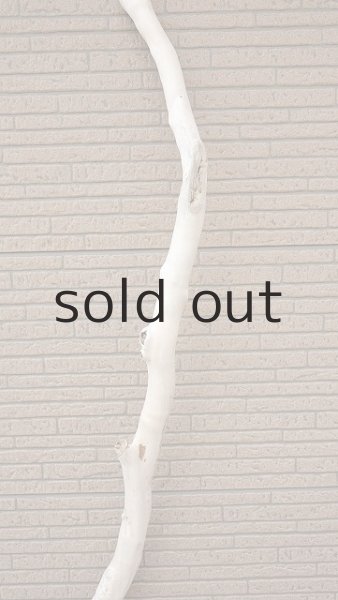 画像4: 幹流木・長尺 (4)