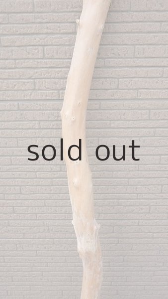 画像3: 幹流木 (3)