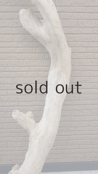 画像6: 幹流木 (6)