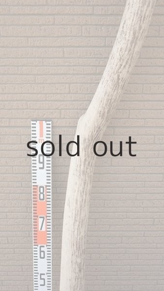 画像7: 大型　幹 (7)