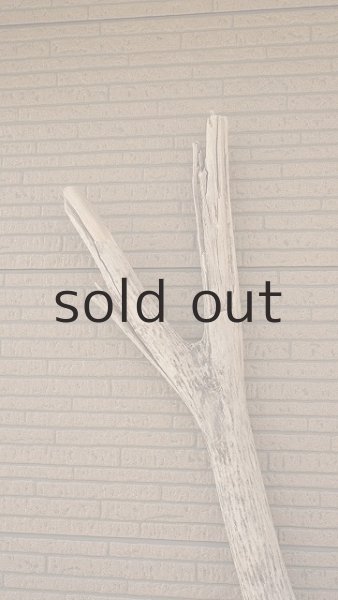 画像5: 大型　幹 (5)