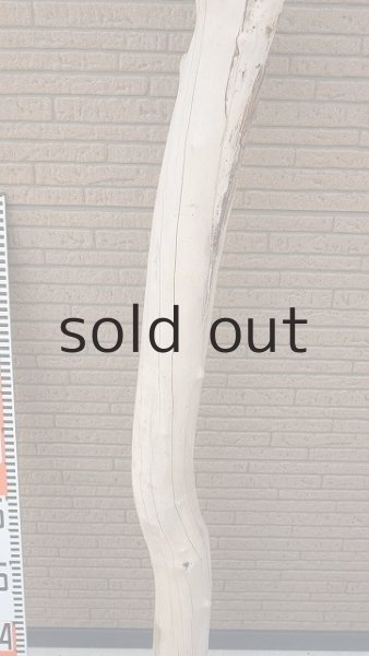 画像7: 大型　幹 (7)