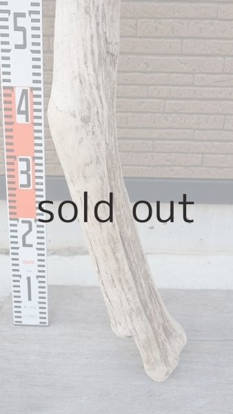 画像6: 大型　幹 (6)