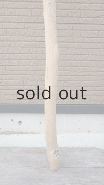 画像4: 幹流木 (4)