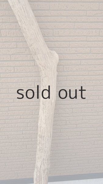 画像3: 大型　幹 (3)