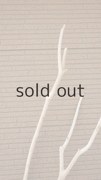 画像5: 幹流木・長尺 (5)