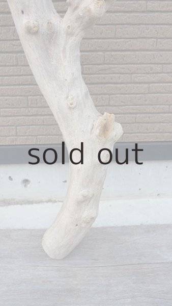 画像2: 幹流木 (2)