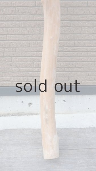 画像2: 幹流木 (2)