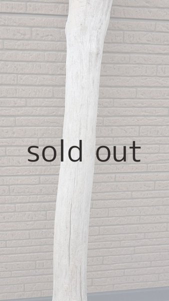 画像3: 幹流木 (3)