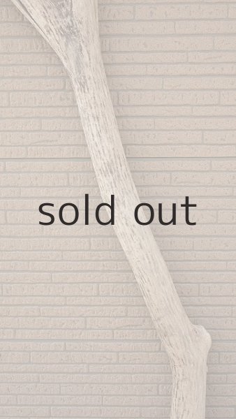 画像4: 大型　幹 (4)