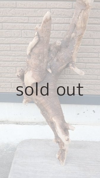 画像2: 大型 根 (2)