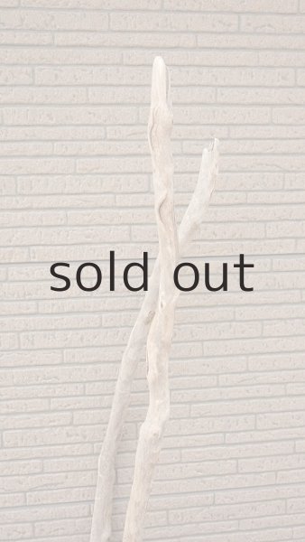 画像4: 大型 根 (4)