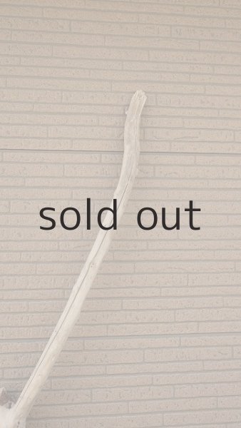 画像5: 大型　幹 (5)