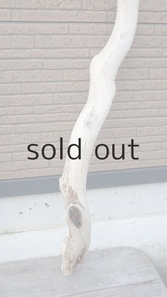 画像6: 幹流木・長尺 (6)