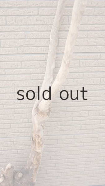 画像3: 大型 根 (3)