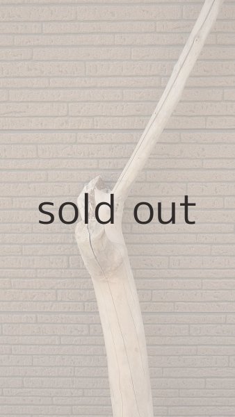 画像4: 大型　幹 (4)