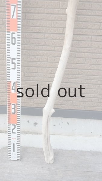 画像6: 幹流木・長尺 (6)