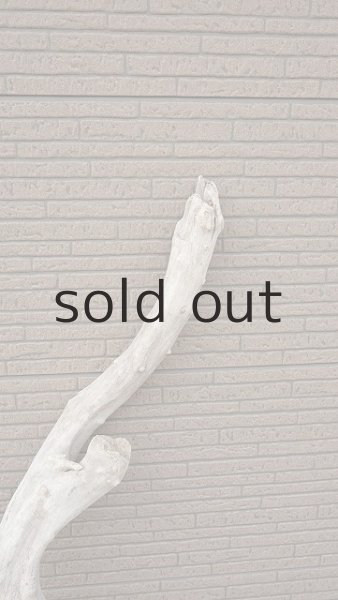 画像4: 幹流木 (4)