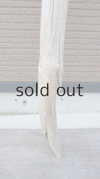 画像2: 幹流木 (2)