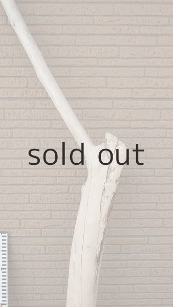 画像8: 大型　幹 (8)